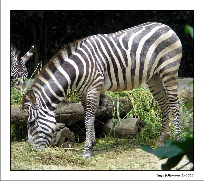 2005 - 06 - Zoo 033.JPG